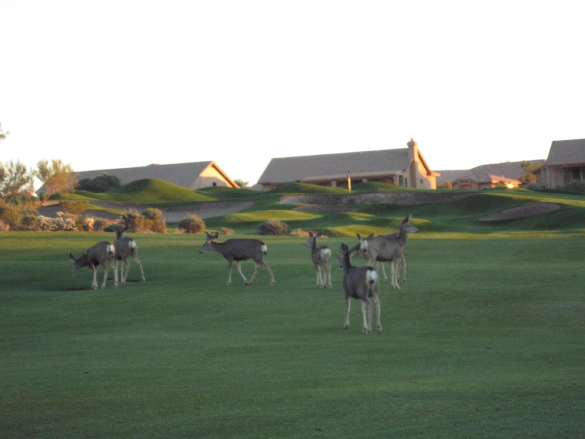 Gold Canyon Golf Resort الغرفة الصورة